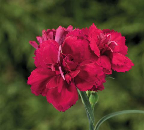 Foto de variedad de flores para ser usadas como: Tarrina de colgar / Maceta Dianthus Sublime Red