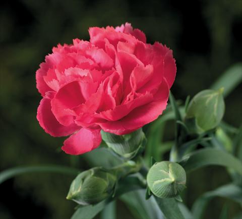 Foto de variedad de flores para ser usadas como: Tarrina de colgar / Maceta Dianthus Sublime Rose