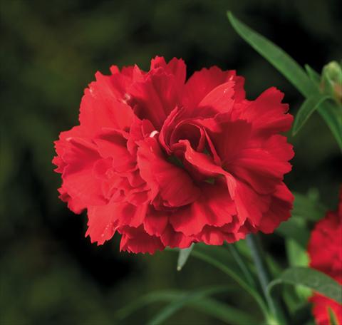 Foto de variedad de flores para ser usadas como: Tarrina de colgar / Maceta Dianthus Sublime Scarlet