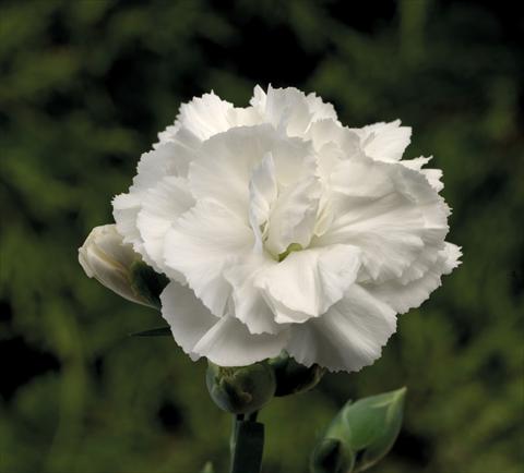 Foto de variedad de flores para ser usadas como: Tarrina de colgar / Maceta Dianthus Sublime White
