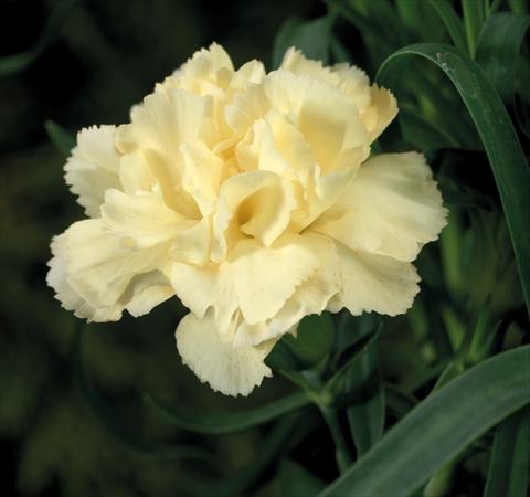 Foto de variedad de flores para ser usadas como: Tarrina de colgar / Maceta Dianthus Sublime Yellow