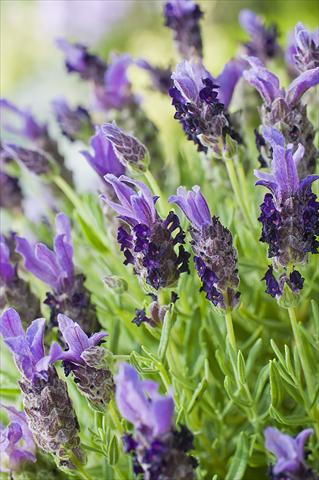 Foto de variedad de flores para ser usadas como: Maceta y planta de temporada Lavandula stoechas Bandera Purple