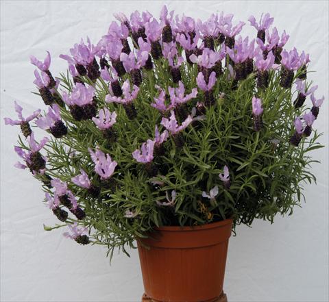 Foto de variedad de flores para ser usadas como: Maceta y planta de temporada Lavandula stoechas Lavinia Blue
