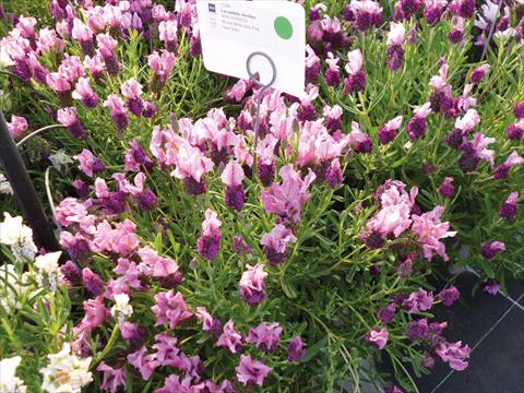 Foto de variedad de flores para ser usadas como: Maceta y planta de temporada Lavandula stoechas Lavinia Compact Dark Pink