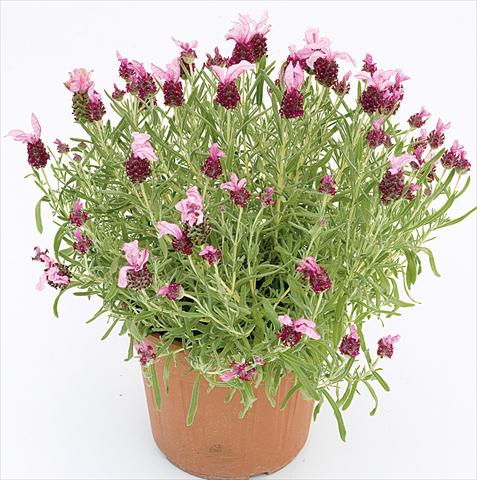 Foto de variedad de flores para ser usadas como: Maceta y planta de temporada Lavandula stoechas Lavinia Compact Pink