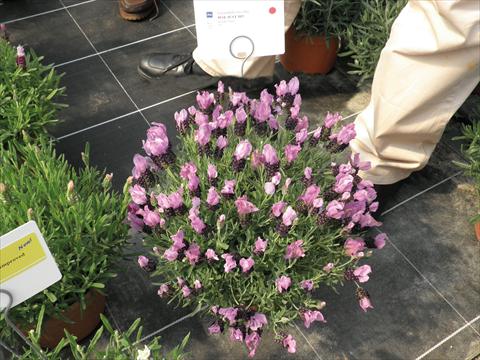 Foto de variedad de flores para ser usadas como: Maceta y planta de temporada Lavandula stoechas Lavinia Compact Purple-Blue