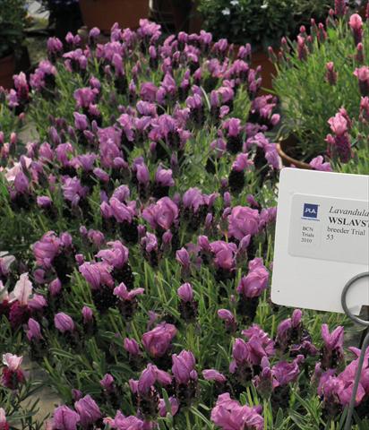 Foto de variedad de flores para ser usadas como: Maceta y planta de temporada Lavandula stoechas Lavinia Compact Purple