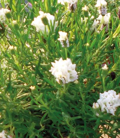 Foto de variedad de flores para ser usadas como: Maceta y planta de temporada Lavandula stoechas Lavinia Compact White