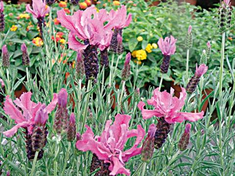 Foto de variedad de flores para ser usadas como: Maceta y planta de temporada Lavandula stoechas Lavinia Dark Pink