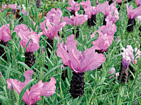 Foto de variedad de flores para ser usadas como: Maceta y planta de temporada Lavandula stoechas Lavinia Purple
