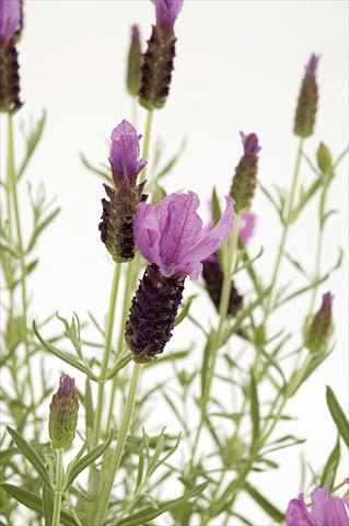 Foto de variedad de flores para ser usadas como: Maceta y planta de temporada Lavandula stoechas Lavinia Rose