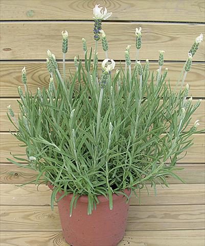 Foto de variedad de flores para ser usadas como: Maceta y planta de temporada Lavandula stoechas Lavinia White
