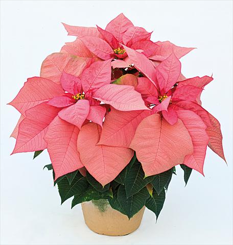 Foto de variedad de flores para ser usadas como: Maceta Poinsettia - Euphorbia pulcherrima Jubilee Pink