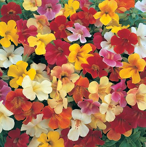Foto de variedad de flores para ser usadas como: Tarrina de colgar / Maceta Mimulus x hybrida F.1 Magic miscuglio