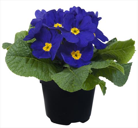 Foto de variedad de flores para ser usadas como: Maceta y planta de temporada Primula acaulis Paradiso Mid Early Blue