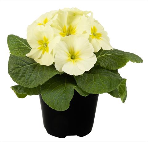 Foto de variedad de flores para ser usadas como: Maceta y planta de temporada Primula acaulis Paradiso Mid Early Lemon