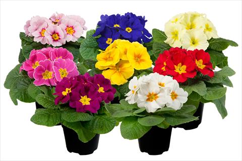 Foto de variedad de flores para ser usadas como: Maceta y planta de temporada Primula acaulis Paradiso Mid Early mini Mix 2013