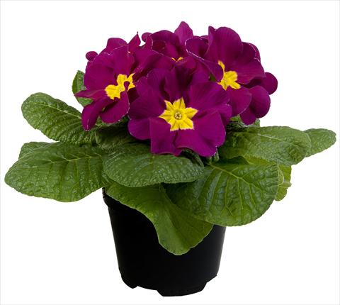 Foto de variedad de flores para ser usadas como: Maceta y planta de temporada Primula acaulis Paradiso Mid Early Violet