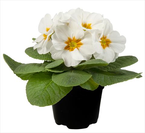 Foto de variedad de flores para ser usadas como: Maceta y planta de temporada Primula acaulis Paradiso Mid Early White