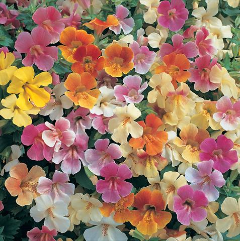 Foto de variedad de flores para ser usadas como: Tarrina de colgar / Maceta Mimulus x hybrida F.1 Magic Pastel Mixed