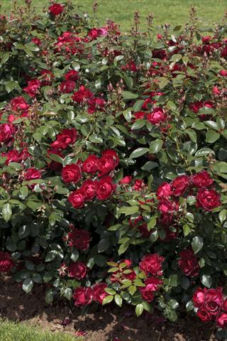 Foto de variedad de flores para ser usadas como: Planta de temporada / borde del macizo Rosa paesaggistica Cherry Bonica®