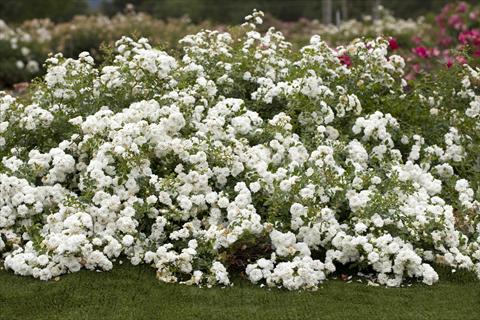 Foto de variedad de flores para ser usadas como: Planta de temporada / borde del macizo Rosa paesaggistica Icy Drift®