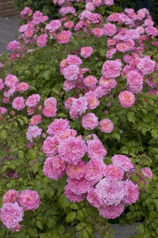Foto de variedad de flores para ser usadas como: Planta de temporada / borde del macizo Rosa paesaggistica Sweet Drift®