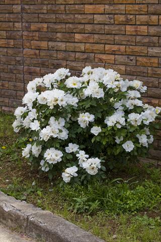 Foto de variedad de flores para ser usadas como: Planta de temporada / borde del macizo Rosa paesaggistica White Knock Out