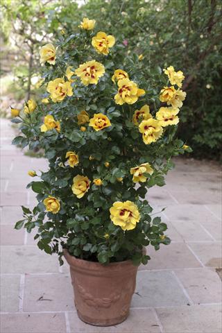 Foto de variedad de flores para ser usadas como: Planta de temporada / borde del macizo Rosa rampicante Gp Eyeconic®