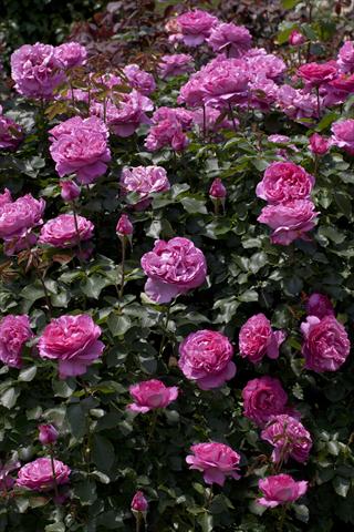 Foto de variedad de flores para ser usadas como: Planta de temporada / borde del macizo Rosa rampicante Gp Yves Piaget®