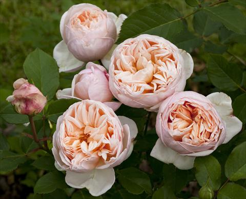 Foto de variedad de flores para ser usadas como: Planta de temporada / borde del macizo Rosa Tea Belle Romantica®