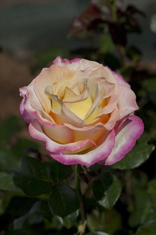 Foto de variedad de flores para ser usadas como: Planta de temporada / borde del macizo Rosa Tea Sweet Eureka®