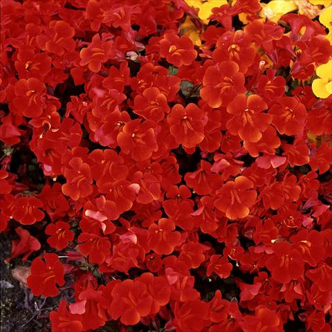 Foto de variedad de flores para ser usadas como: Tarrina de colgar / Maceta Mimulus x hybrida F.1 Magic Red