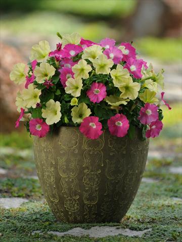Foto de variedad de flores para ser usadas como: Maceta o Tarrina de colgar 2 Combo Fuseables® Petunia Flirtini