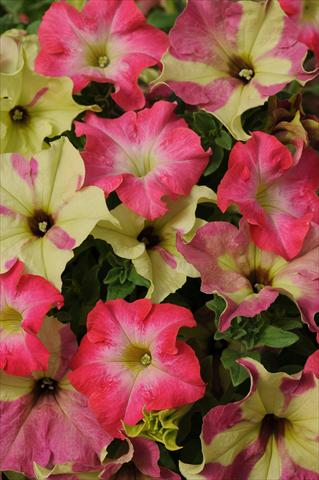Foto de variedad de flores para ser usadas como: Maceta o Tarrina de colgar 2 Combo Fuseables® Petunia Lime Coral