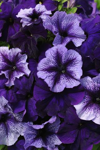 Foto de variedad de flores para ser usadas como: Maceta o Tarrina de colgar 2 Combo Fuseables® Petunia Pleasantly Blue