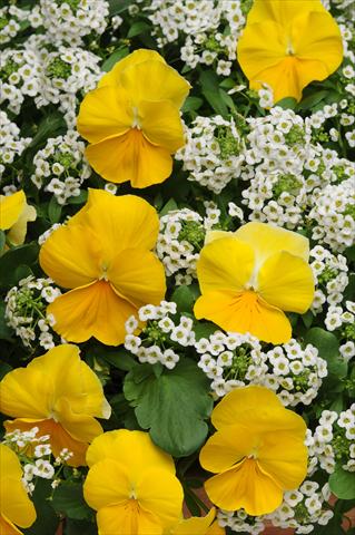 Foto de variedad de flores para ser usadas como: Maceta o Tarrina de colgar 2 Combo Fuseables® Sunny Day