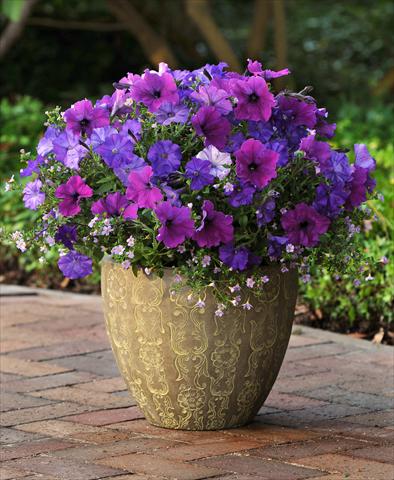 Foto de variedad de flores para ser usadas como: Maceta o Tarrina de colgar 3 Combo Fuseables® Healing Waters