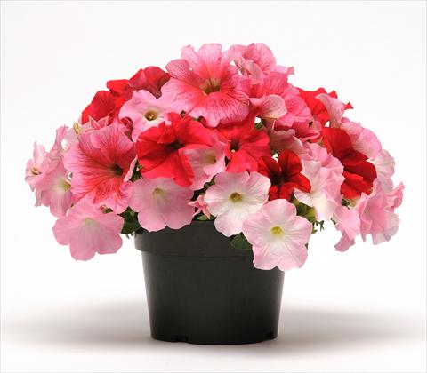 Foto de variedad de flores para ser usadas como: Maceta o Tarrina de colgar 3 Combo Fuseables® Petunia Strawberry Wine
