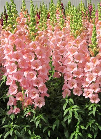 Foto de variedad de flores para ser usadas como: Maceta y planta de temporada Antirrhinum majus Snapdragon Trumpet Pink