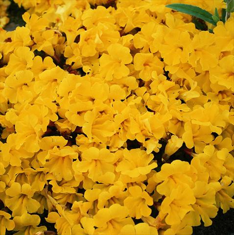 Foto de variedad de flores para ser usadas como: Tarrina de colgar / Maceta Mimulus x hybrida F.1 Magic Yellow