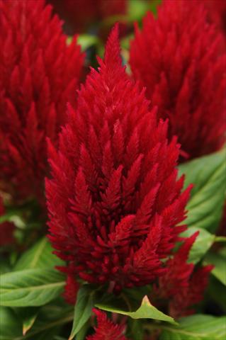 Foto de variedad de flores para ser usadas como: Maceta Celosia plumosa First Flame Red