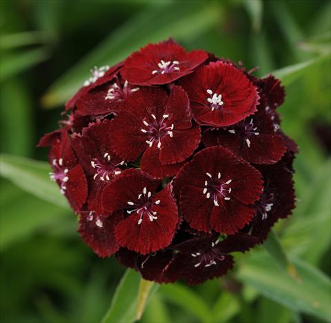 Foto de variedad de flores para ser usadas como: Maceta y planta de temporada Dianthus barbatus Sweet Black Cherry