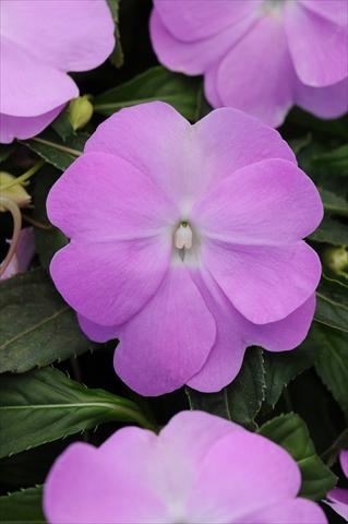 Foto de variedad de flores para ser usadas como: Maceta, planta de temporada, patio Impatiens N. Guinea Divine Blue Pearl