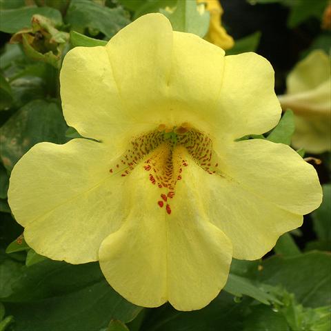 Foto de variedad de flores para ser usadas como: Tarrina de colgar / Maceta Mimulus x hybrida F.1 Maximus Lemon Yellow