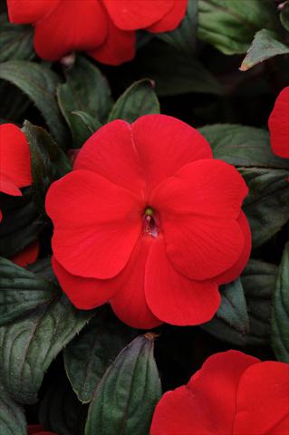 Foto de variedad de flores para ser usadas como: Maceta, planta de temporada, patio Impatiens N. Guinea Divine Scarlet Bronze Leaf