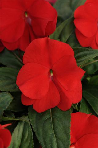 Foto de variedad de flores para ser usadas como: Maceta, planta de temporada, patio Impatiens N. Guinea Divine True Red