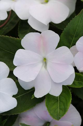 Foto de variedad de flores para ser usadas como: Maceta, planta de temporada, patio Impatiens N. Guinea Divine White Blush