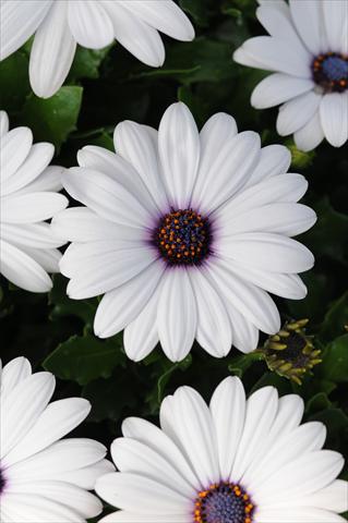 Foto de variedad de flores para ser usadas como: Maceta y planta de temporada Osteospermum Akila White Improved