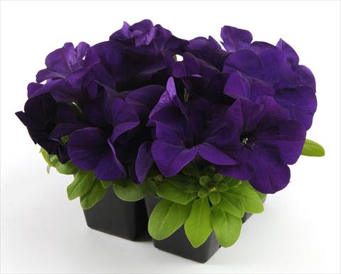 Foto de variedad de flores para ser usadas como: Maceta, planta de temporada, patio Petunia grandiflora Ez Rider Blue